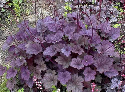 Gorgeous Amethyst Mist Coral Bells. The name says it all. 